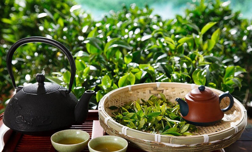 饮好茶，享受健康人生