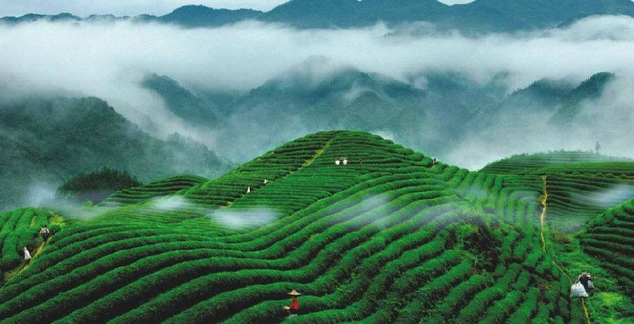 喝茶小体会。懂不懂茶没关系,记