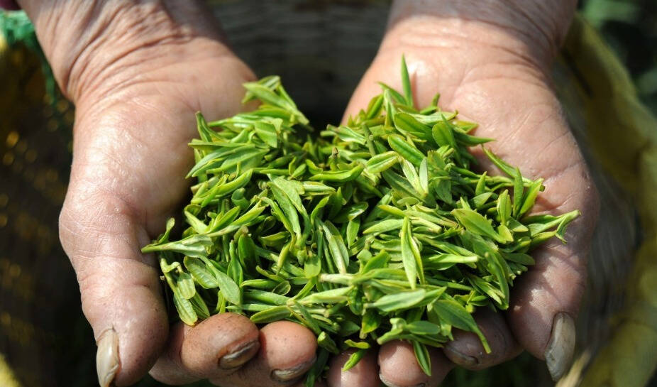存茶指南（建议收藏）宋代赵希鹄在《调变类编》中提到