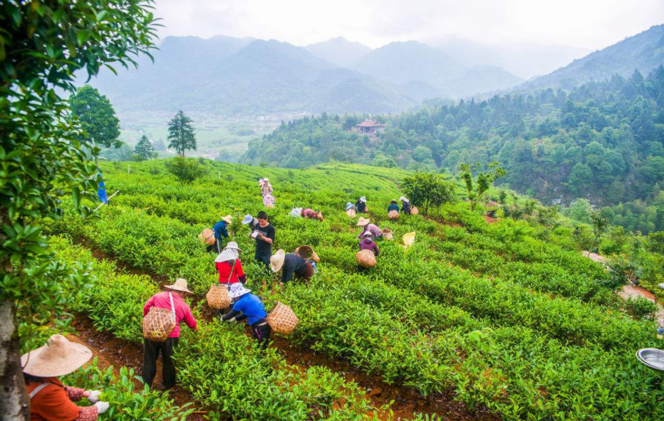 半年减38公斤的乌龙茶怎么选，