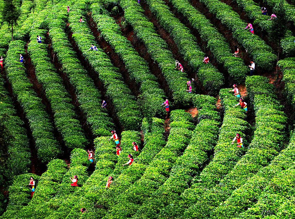 资深老茶友说的，普洱茶的“层次