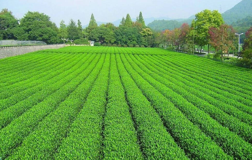 喜欢喝生普茶的你，一定要看这篇