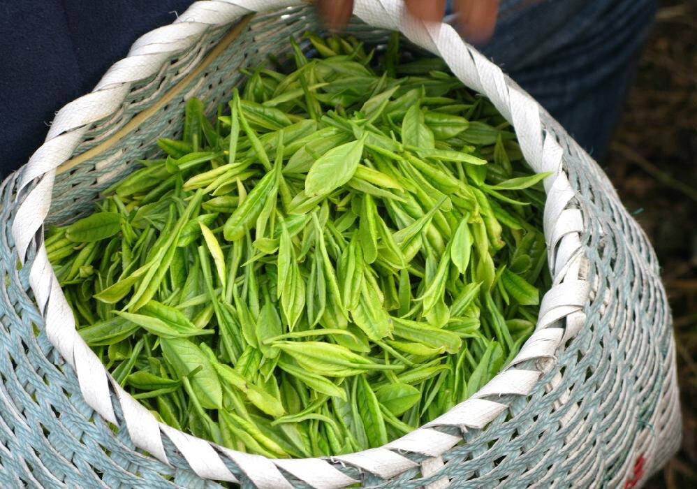 传统茶:特殊冲泡,传承千年中国
