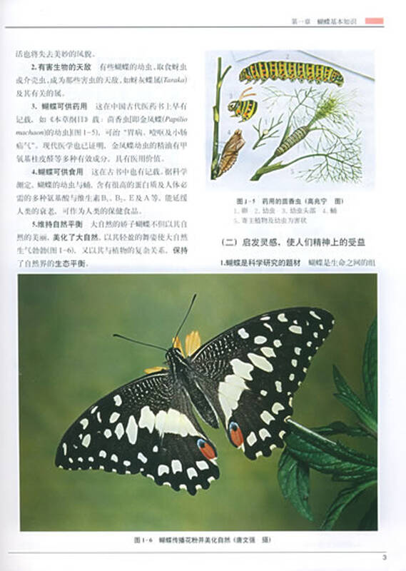 中国蝴蝶原色图鉴