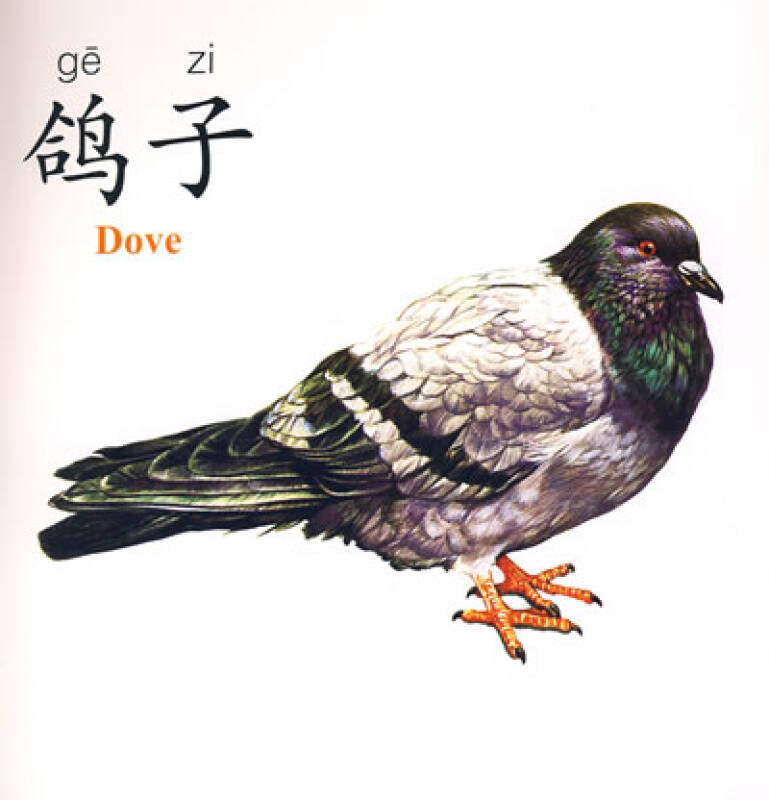 看图识字·动物:昆虫·鸟·鱼(0-3岁宝宝适用)