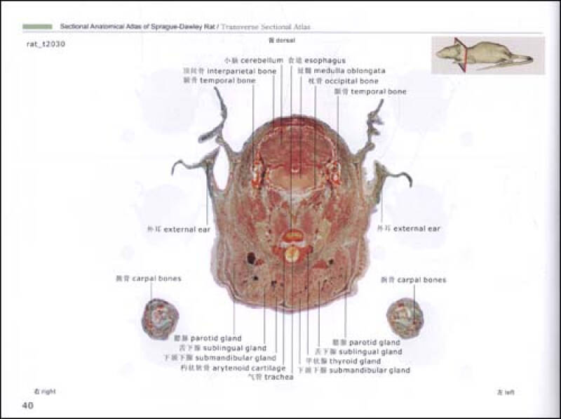 大鼠断层解剖彩色图谱(附cd光盘1张)