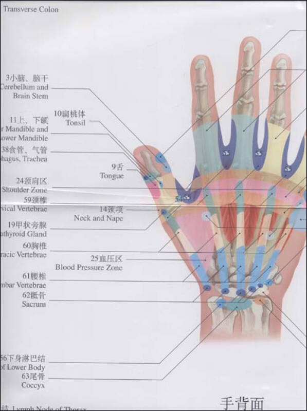 手部反射区挂图(中英对照版)