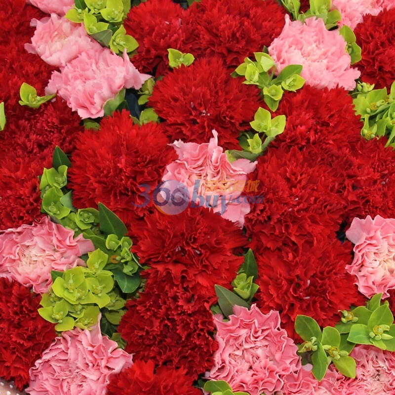 【七彩鲜花】知遇时光鲜花速递 16朵粉康 26朵红康 送