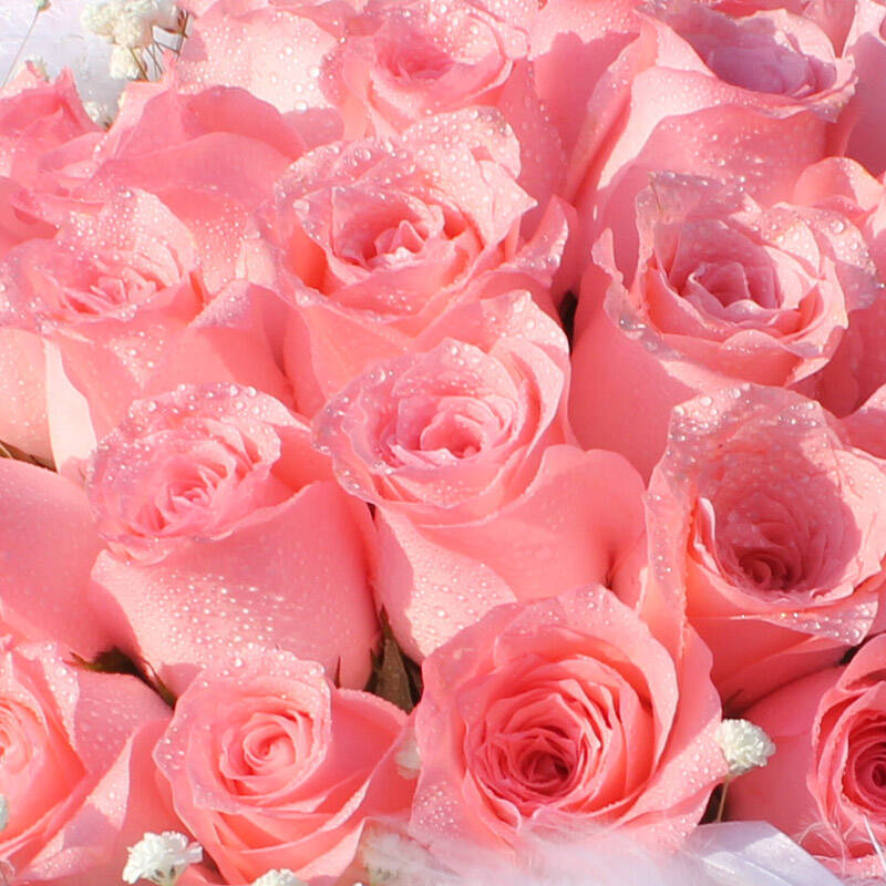 爱唯一鲜花速递 粉玫瑰 生日爱情花束 全国北京鲜花快递 送女友生日