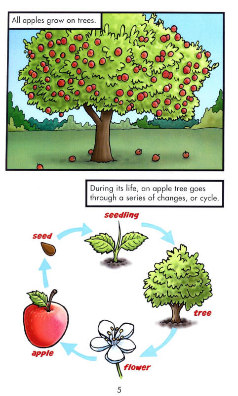 fruit: an apple tree life cycle 种子,发芽,果实:一棵苹果树的成长