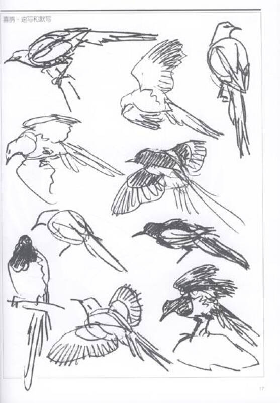 翅色斑斓:中国画21种中型鸟的画法