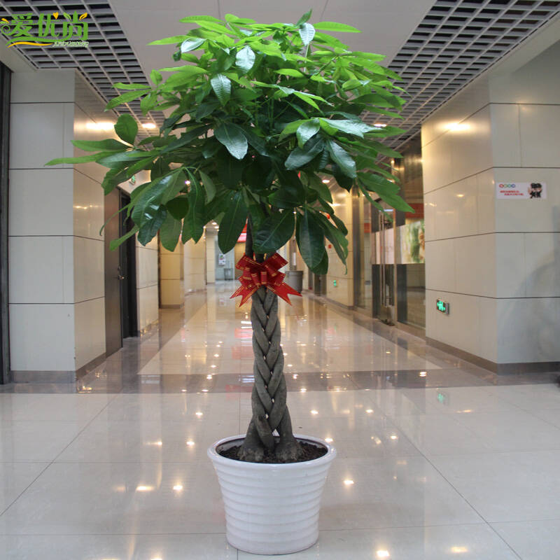 【爱优尚】大型发财树 办公绿化植物 客厅净化空气 绿植花卉 1米7-1.