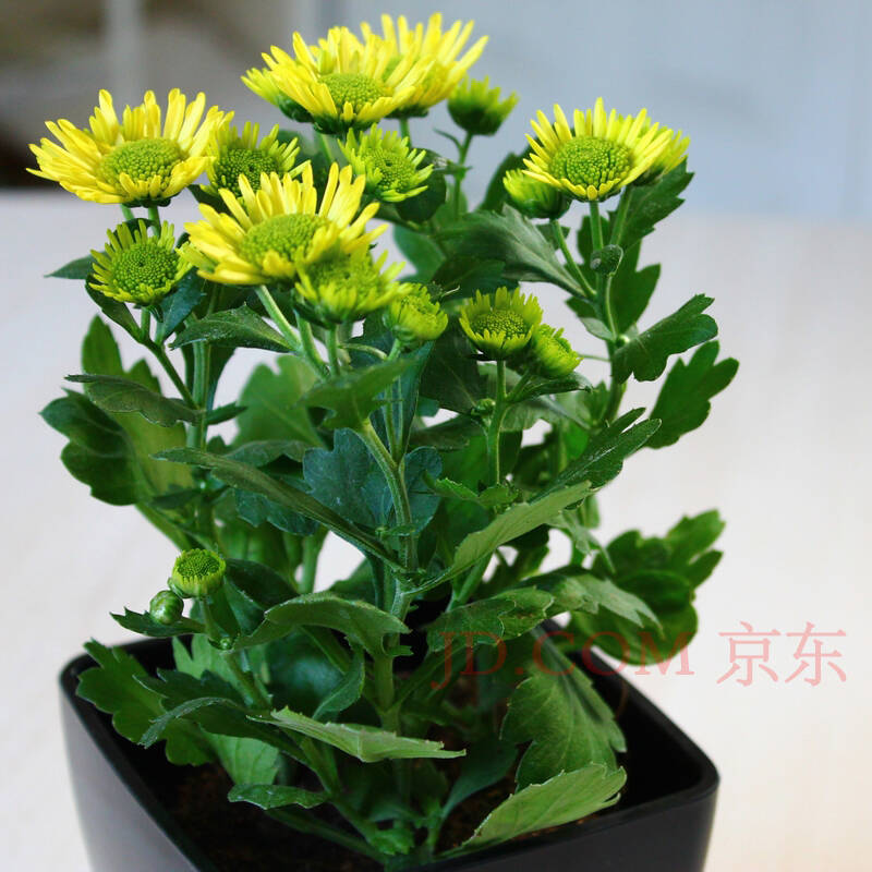 努力生长 女王菊 菊花 雏菊 办公室内开花植物 绿植 盆栽 花卉 带盆栽