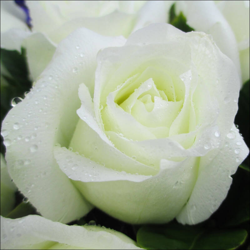 维纳斯教师节鲜花速递香槟玫瑰花礼盒康乃馨百合花束预订北京上海广州