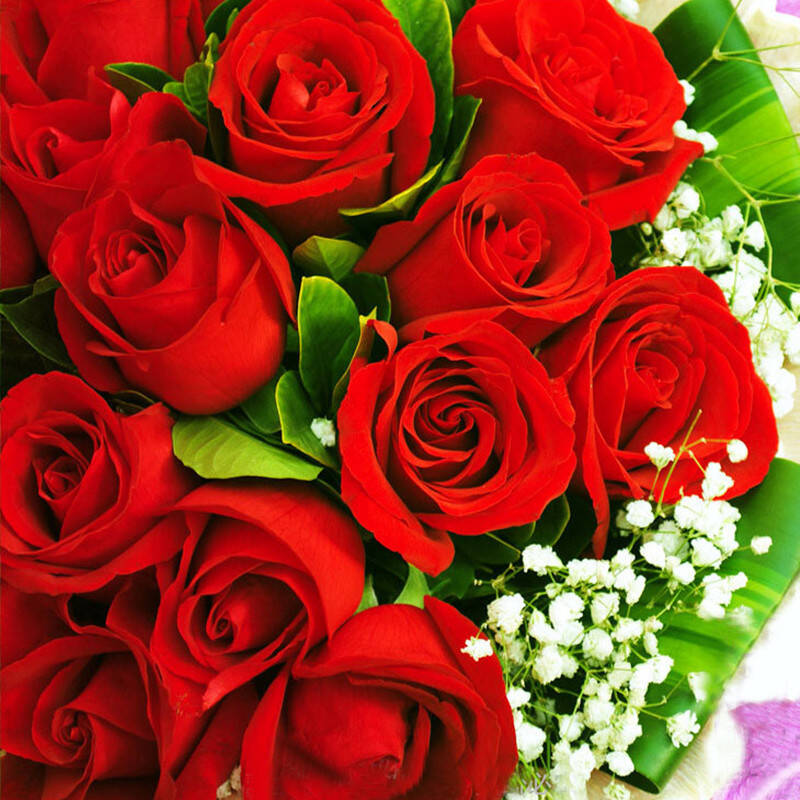 哲尼柯鲜花预定全国速递 生日鲜花礼物,玫瑰,百合鲜花
