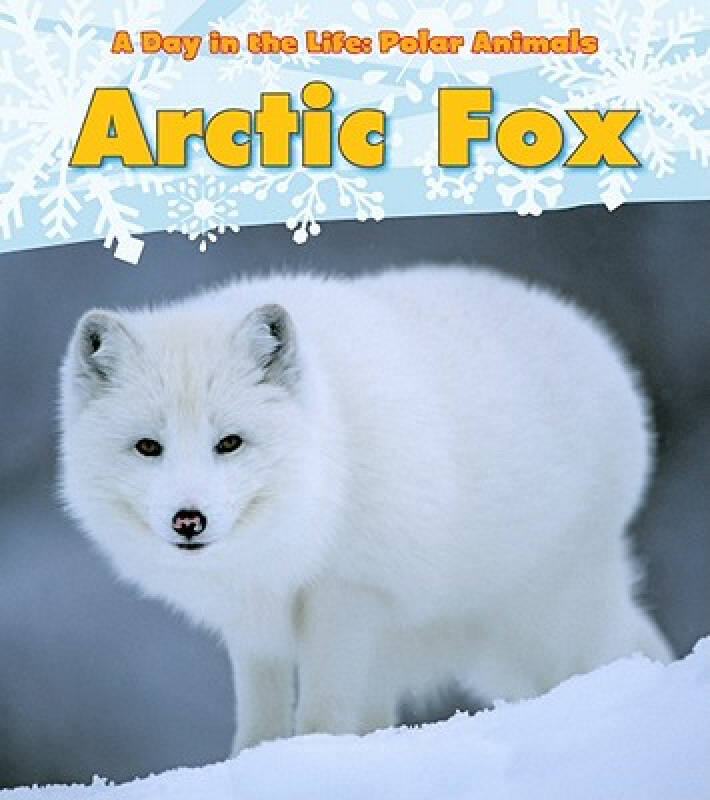 【预订】arctic fox