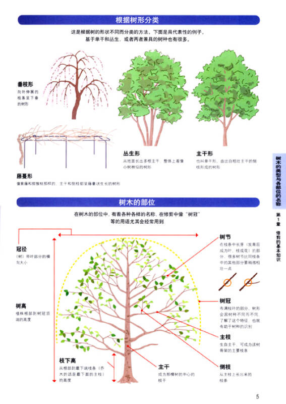 图解庭院树木修剪