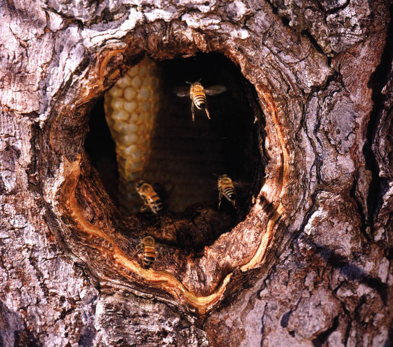 观察动物的巢穴:走近蜜蜂的家(中英文版)
