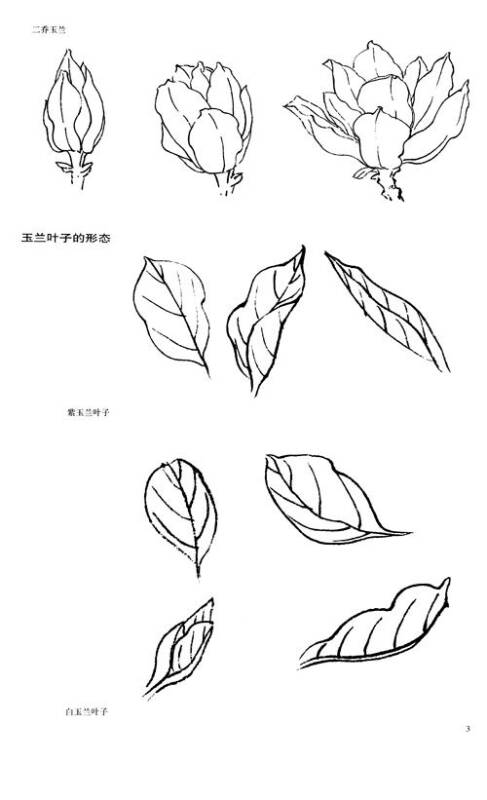 工笔画白描教学示范:玉兰画稿