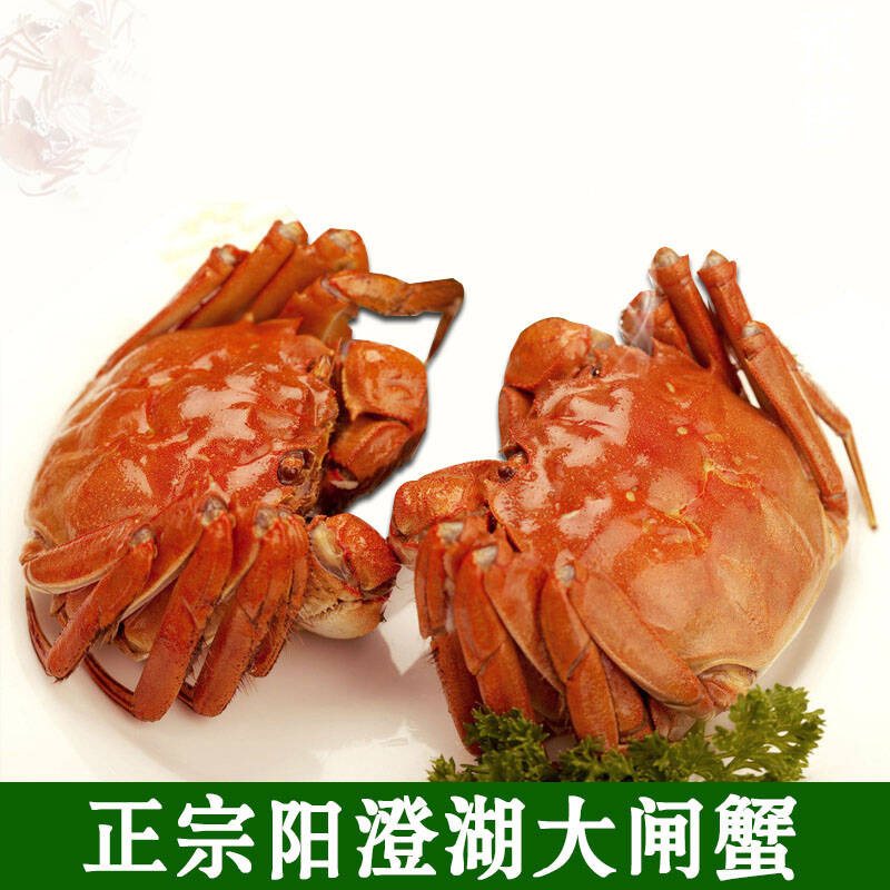 预售正宗阳澄湖大闸蟹 全母螃蟹2.9-3.2两 10只装母蟹 直销