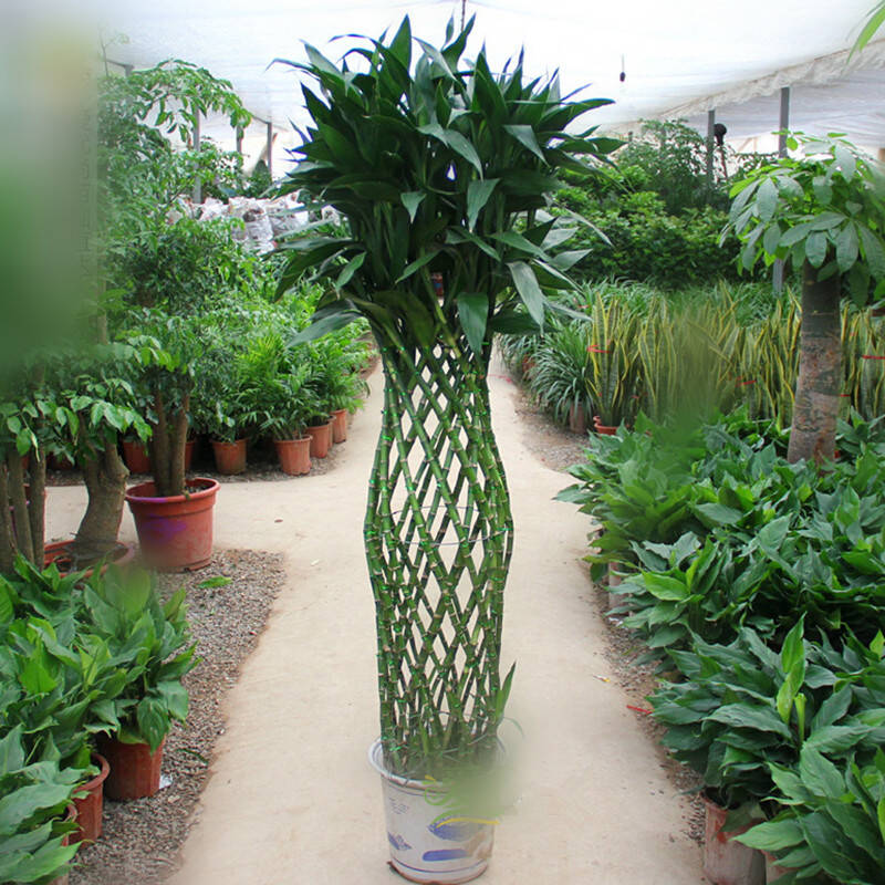 花宿名家绿色植物 开业大吉 乔迁之喜 大型树木 款式七富贵竹笼