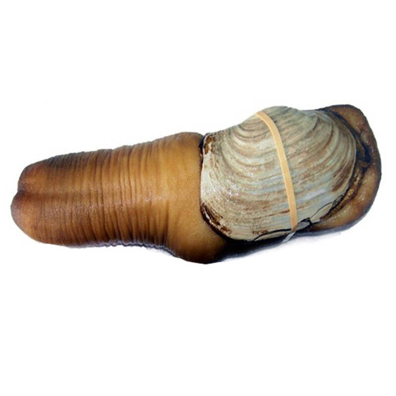鲜码头 鲜活墨西哥水蚌 新鲜象拔蚌 顶级刺身800g
