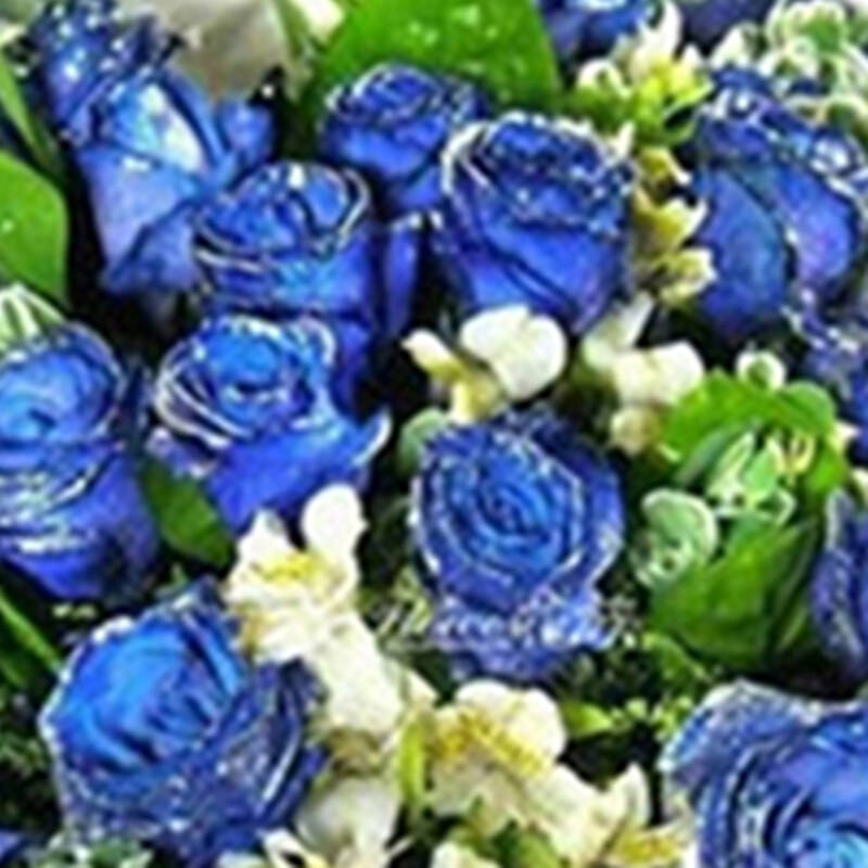 鲜花速递 生日礼物爱情友情亲情16枝蓝玫瑰 哲尼柯 花海.