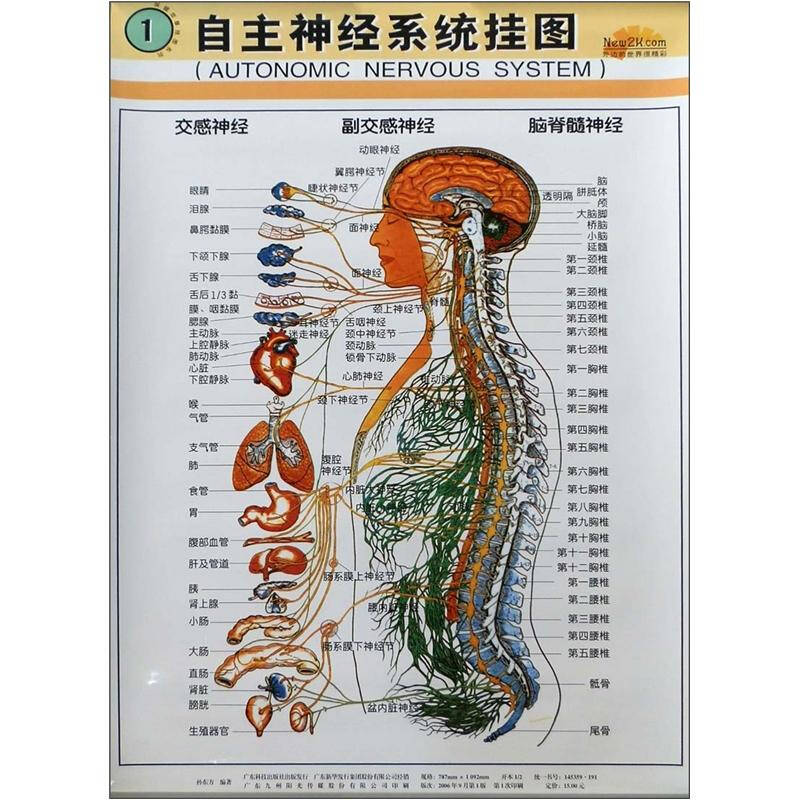 自主神经系统挂图1 京东自营
