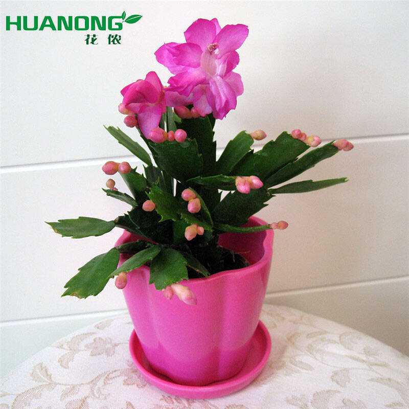 蟹爪兰 花卉盆栽植物 室内植物 袖珍植物 节日生日礼品花卉 花期长