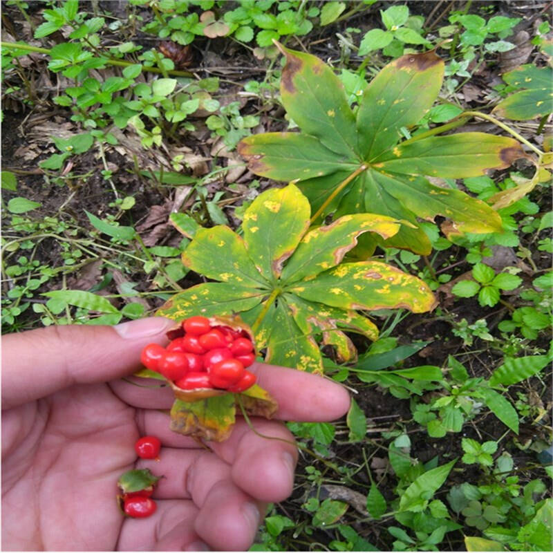 新种子已到货 重楼种子/重楼籽七叶一枝花种子 云南滇