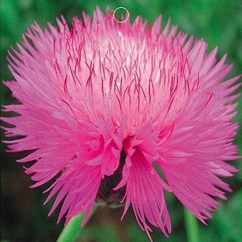 春之语 绿庭院植物室内 花卉种子 芙蓉花 芙蓉 矢车菊