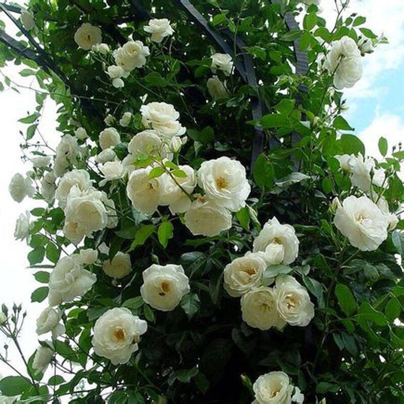 藤本植物 藤本月季花苗 爬藤月季 盆栽苗 地栽苗 品种齐全 白河(白色)
