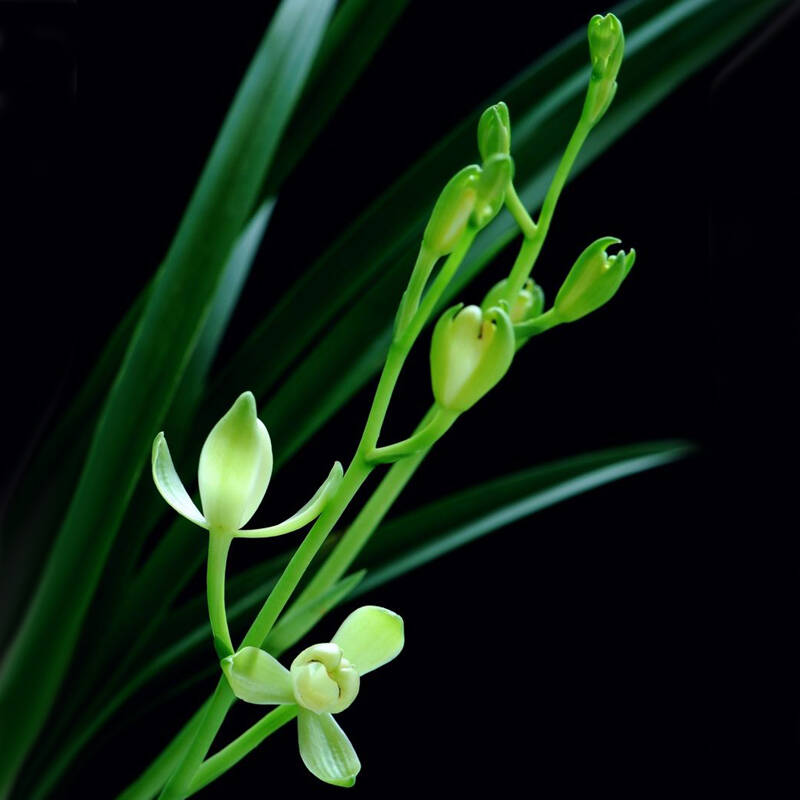 兰花苗建兰铁骨素梅花卉植料盆栽四季卧室不带花苞观花植物办公桌