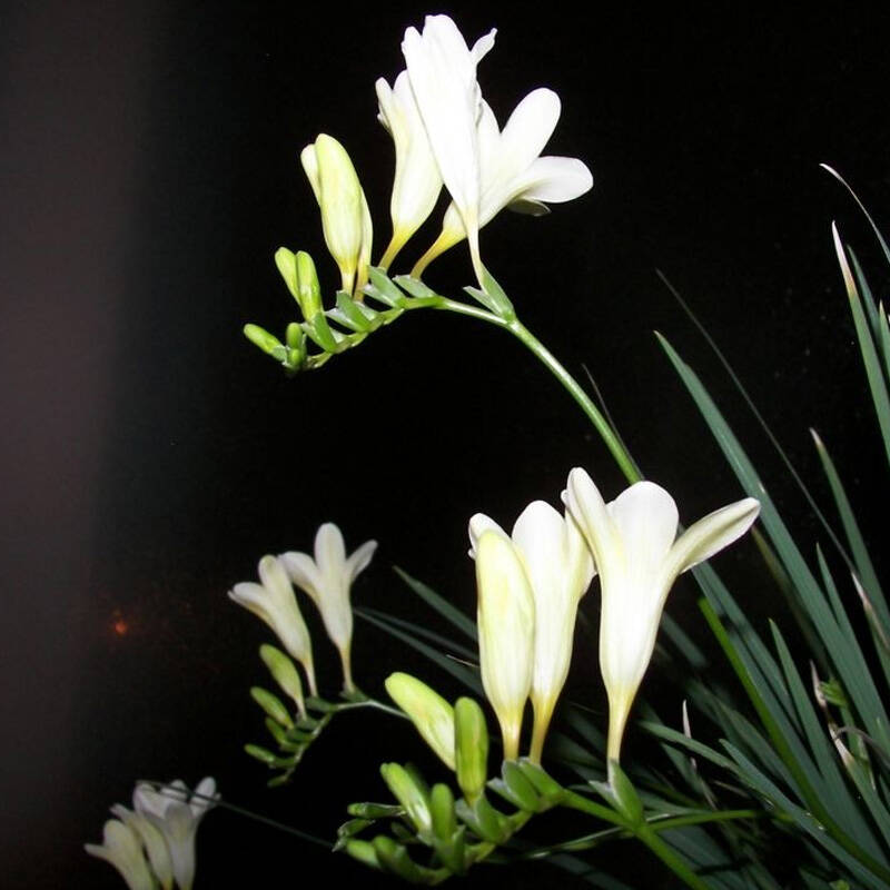 锦枫 进口【香雪兰种球】 室内室外花卉绿植盆栽植物