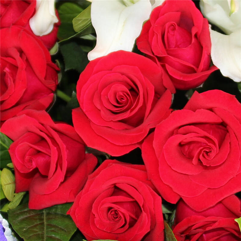 同城鲜花速递红玫瑰花束情人节日鲜花礼盒康乃馨百合生日礼物北京全国