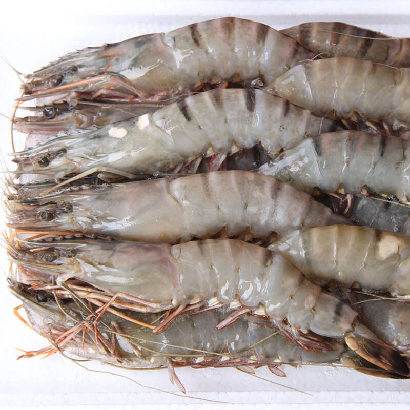 沙沫 冷冻野生虎虾 15只 约500g 海鲜水产