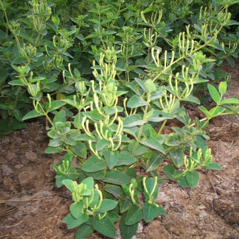 卉之乡 热卖 盆栽花卉室内植物 金银花苗木 芳香透达叶和花都可泡茶