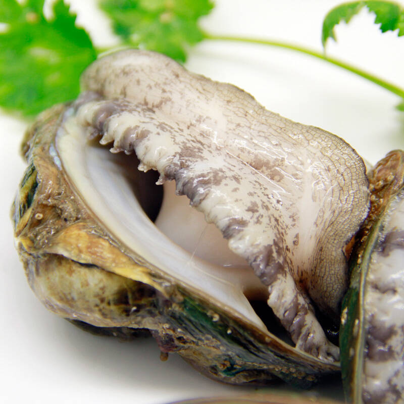 余鲜生 大连鲜活鲍鱼 新鲜海鲜水产 500g 约10-12头