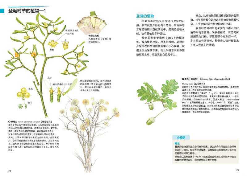 原野漫步 250种植物果实与红叶的手绘自然笔记