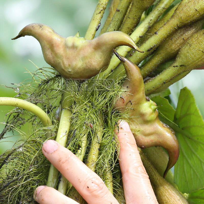 青泥巴洪湖菱角新鲜水果蔬菜4斤原产地洪湖发货口感粉