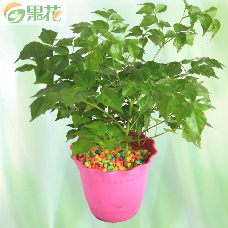 果花 绿植盆栽 幸福树土培种植套餐 含花盆营养土 多款波浪圆花盆