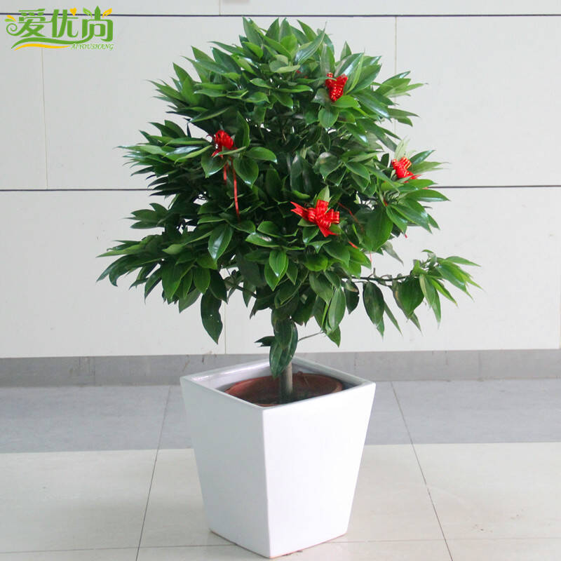 玉桂大型绿植