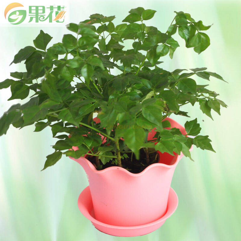 果花 绿植盆栽 幸福树土培种植套餐 含花盆营养土 多款波浪圆花盆