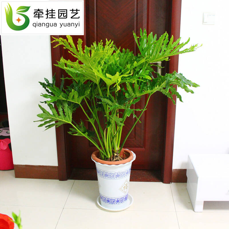 喜阴室内大型盆栽植物