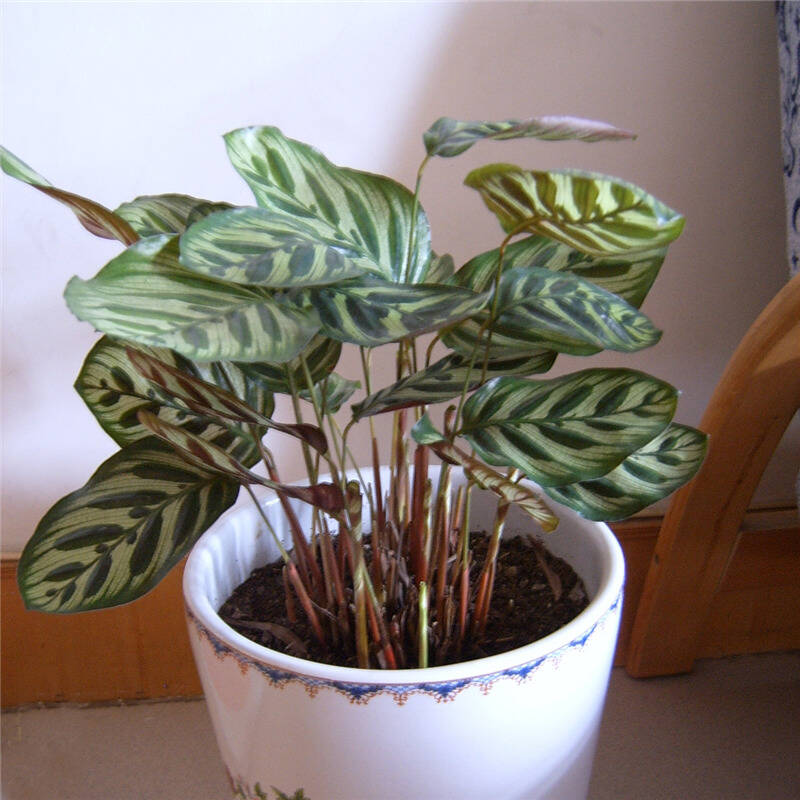 室内绿植花卉盆栽 孔雀竹芋/青苹果竹芋/猫眼竹芋 观叶植物 20cm高1株图片