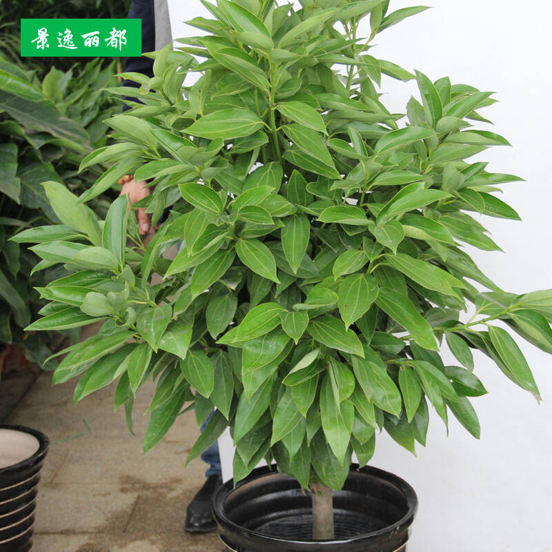 【景逸丽都】室内高大型盆栽绿植花卉 平安树 元宝树