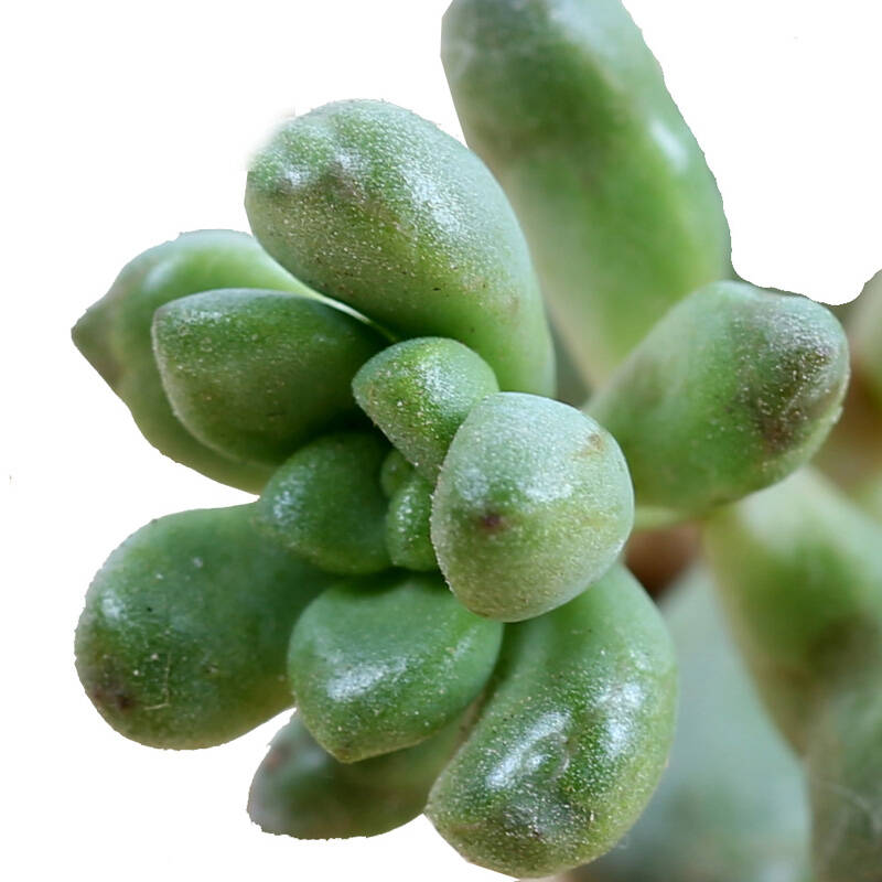 【花漫天】耳坠草多肉植物盆栽办公桌花卉绿植室内盆景 耳坠草 不含盆