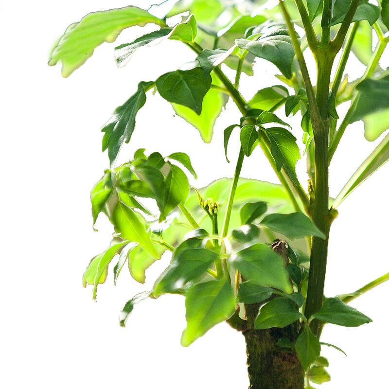 【花漫天】幸福树花卉盆栽室内绿植办公桌盆景净化空气创意礼物 造型