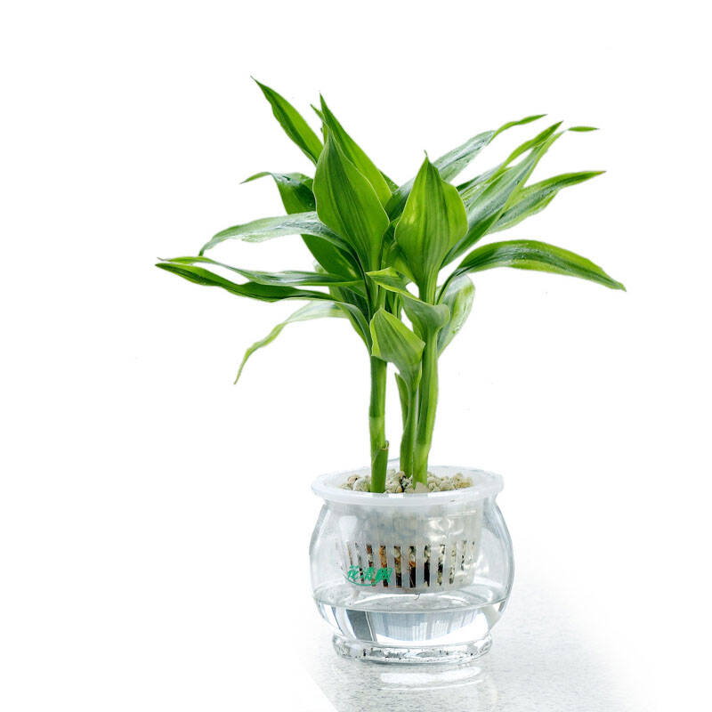 如水富贵竹盆栽 容易养好成活 水培创意水养植物盆景花卉 适合办公室