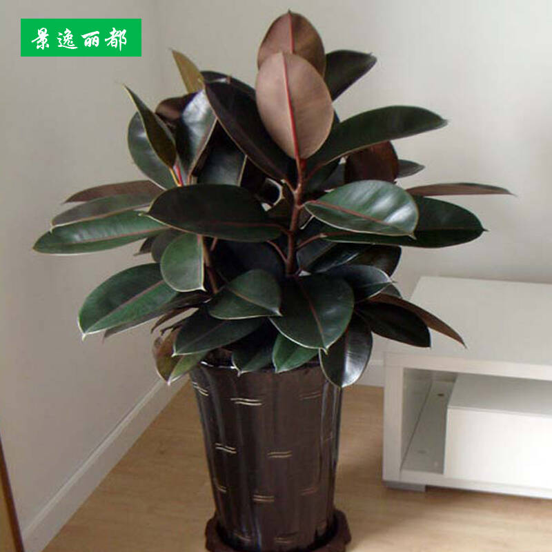 【景逸丽都】园艺休闲 花卉绿植中大型盆栽黑金刚橡皮